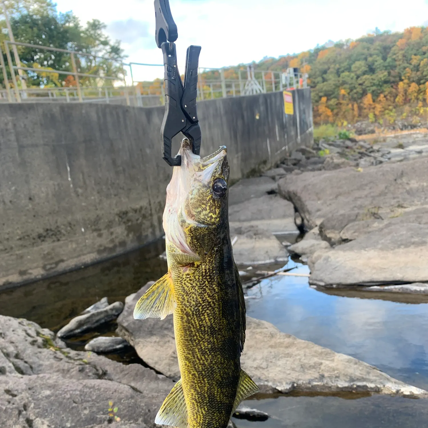 Walleye caught on Fishbrain