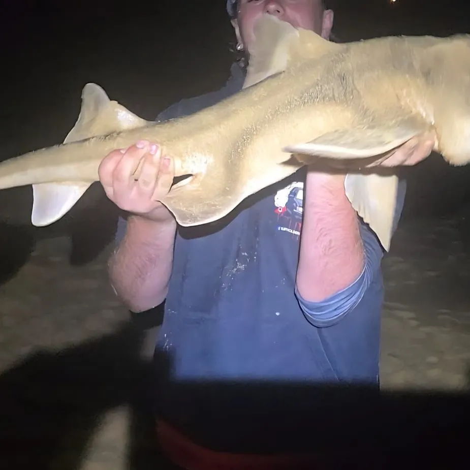 The most recent Port Jackson shark catches on Fishbrain