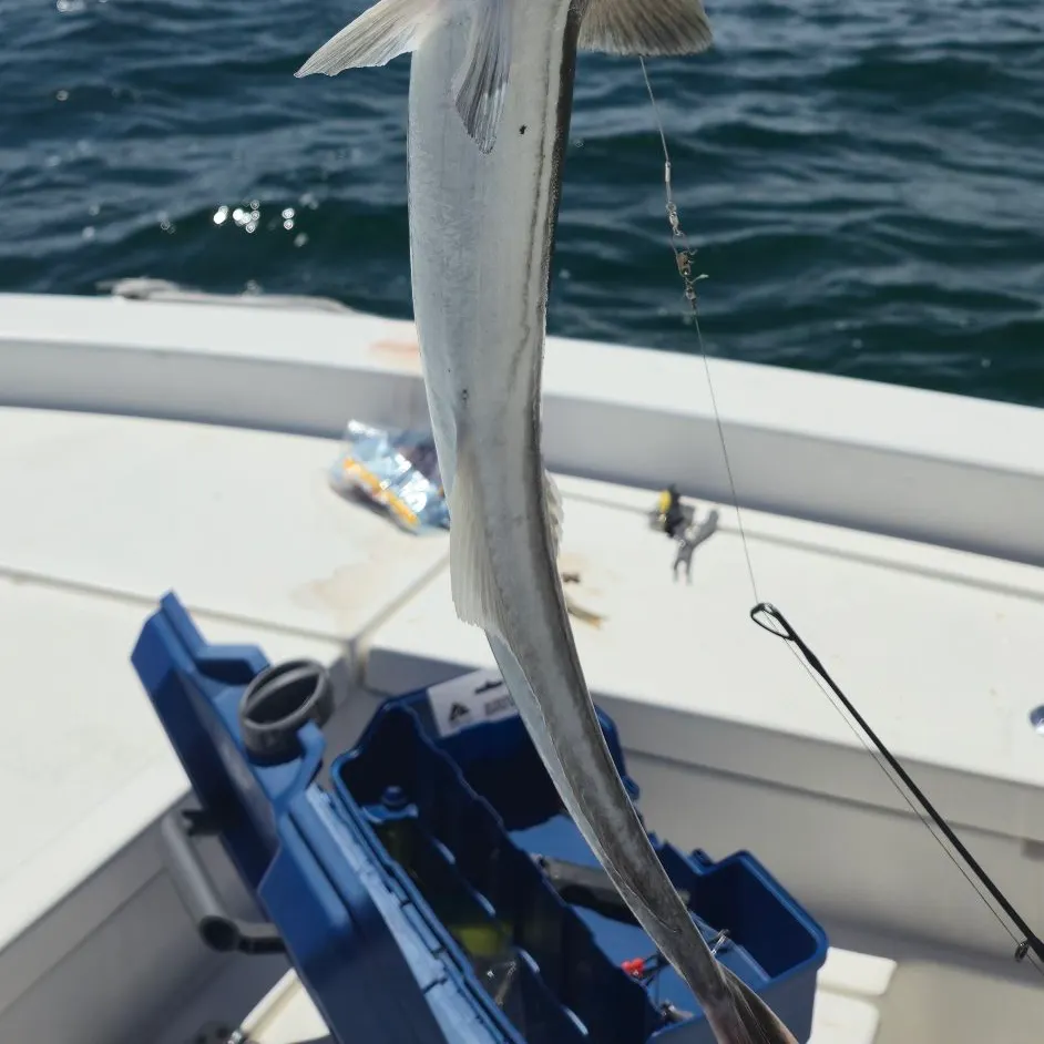 The most recent Common remora catches on Fishbrain