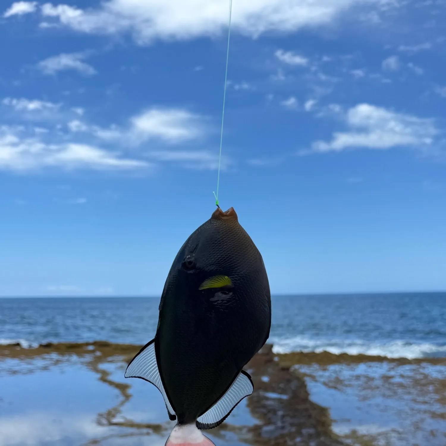 The most recent Pinktail triggerfish catches on Fishbrain