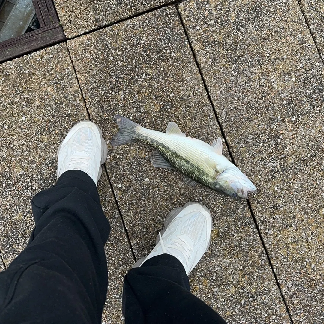 angler catch