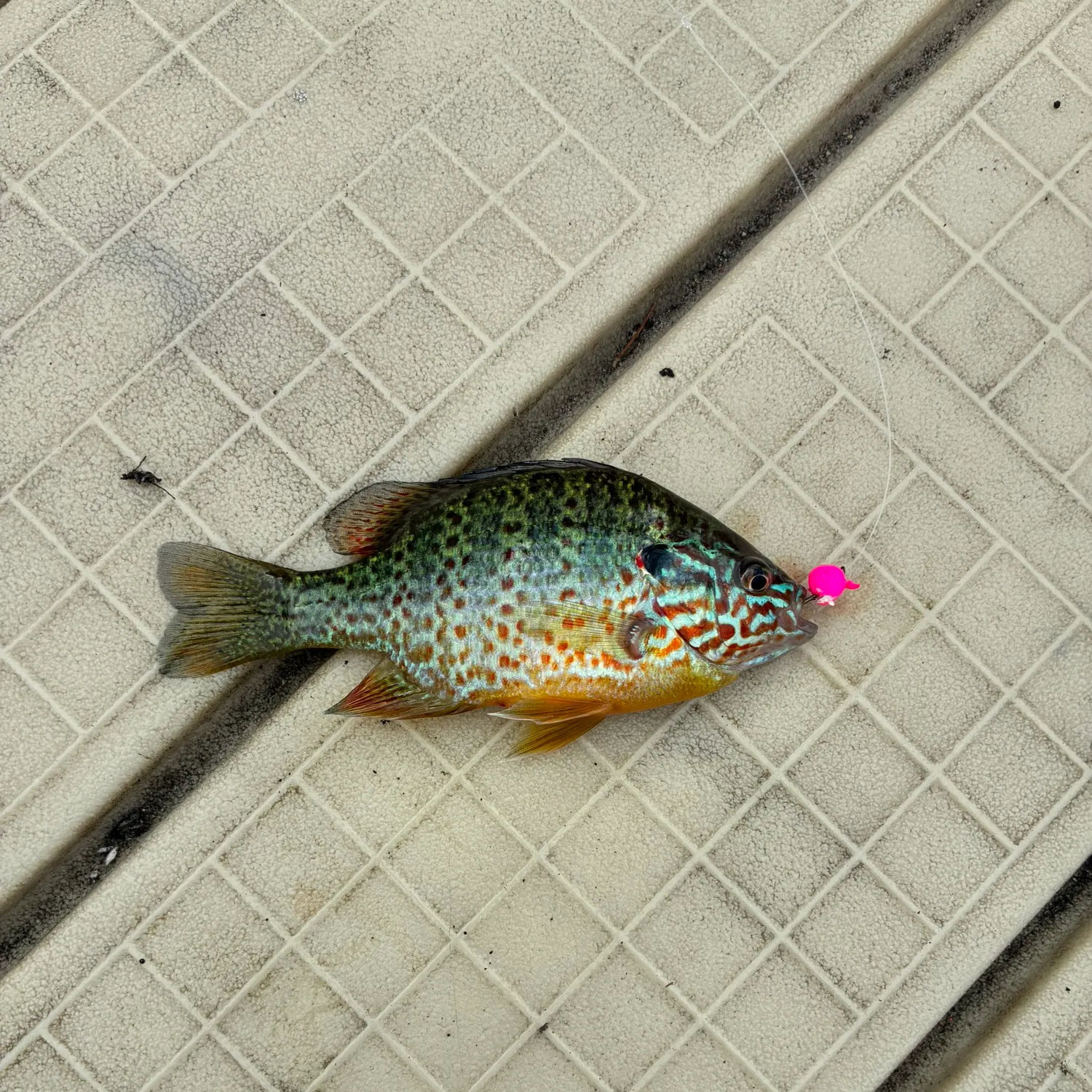 Pumpkinseed caught on Fishbrain