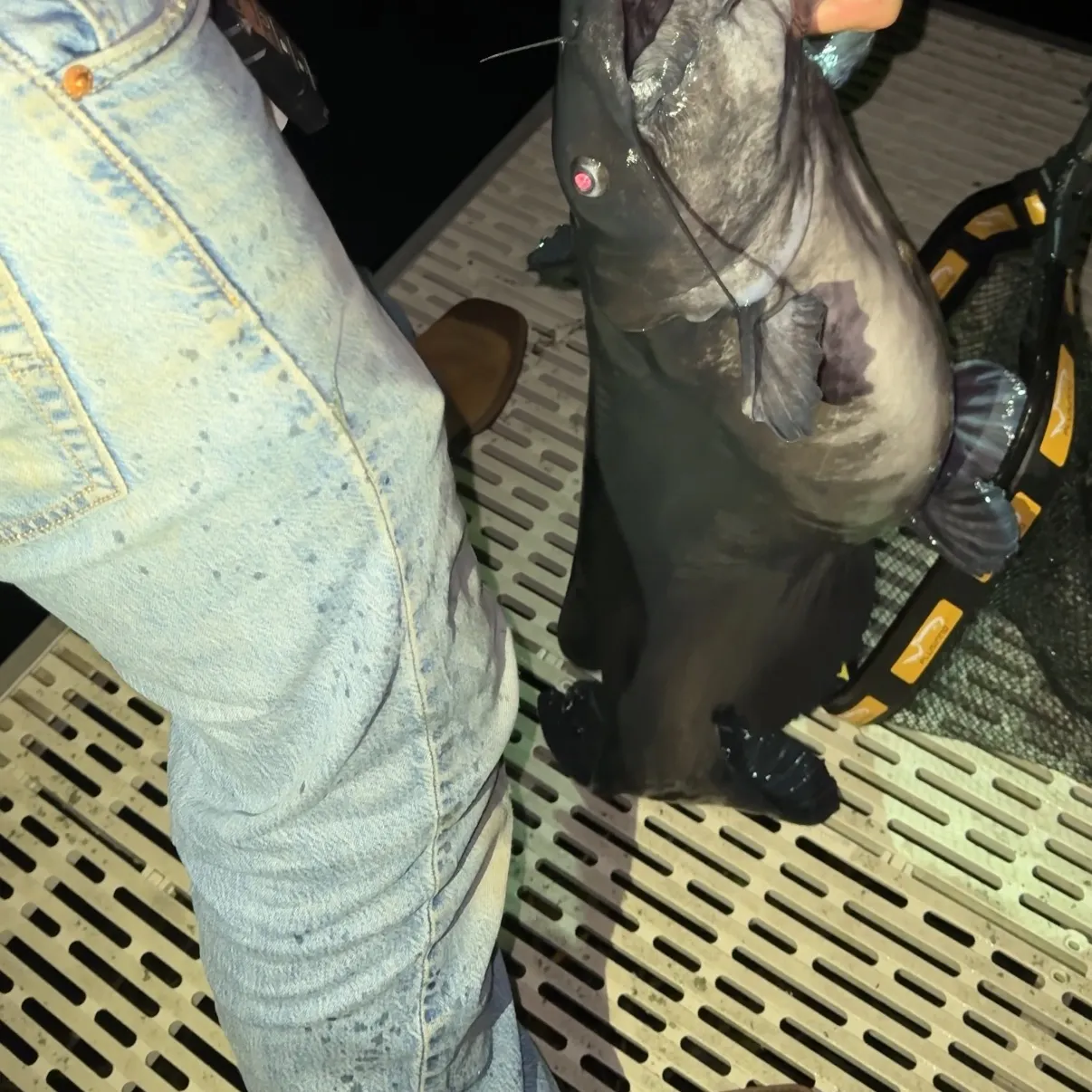 Channel catfish caught on Fishbrain