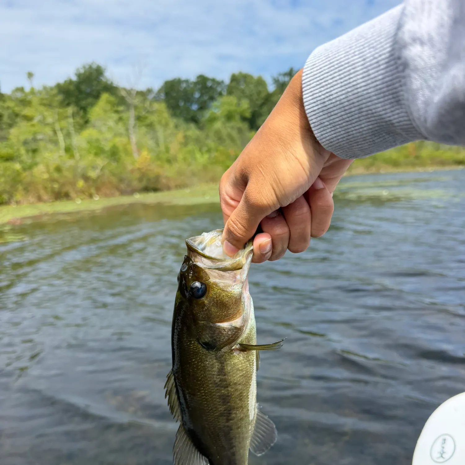 Smallmouth bass caught on Fishbrain