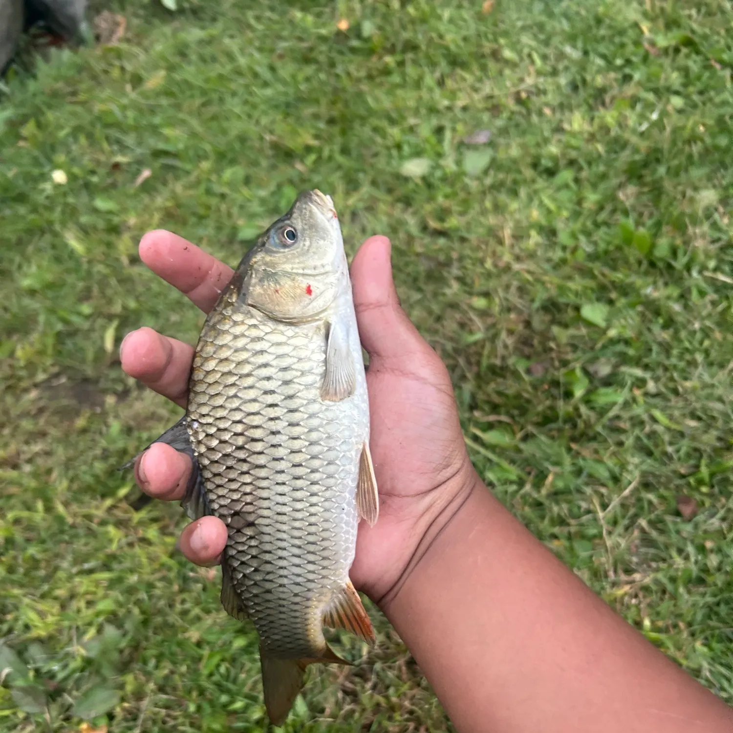 Common carp caught on Fishbrain