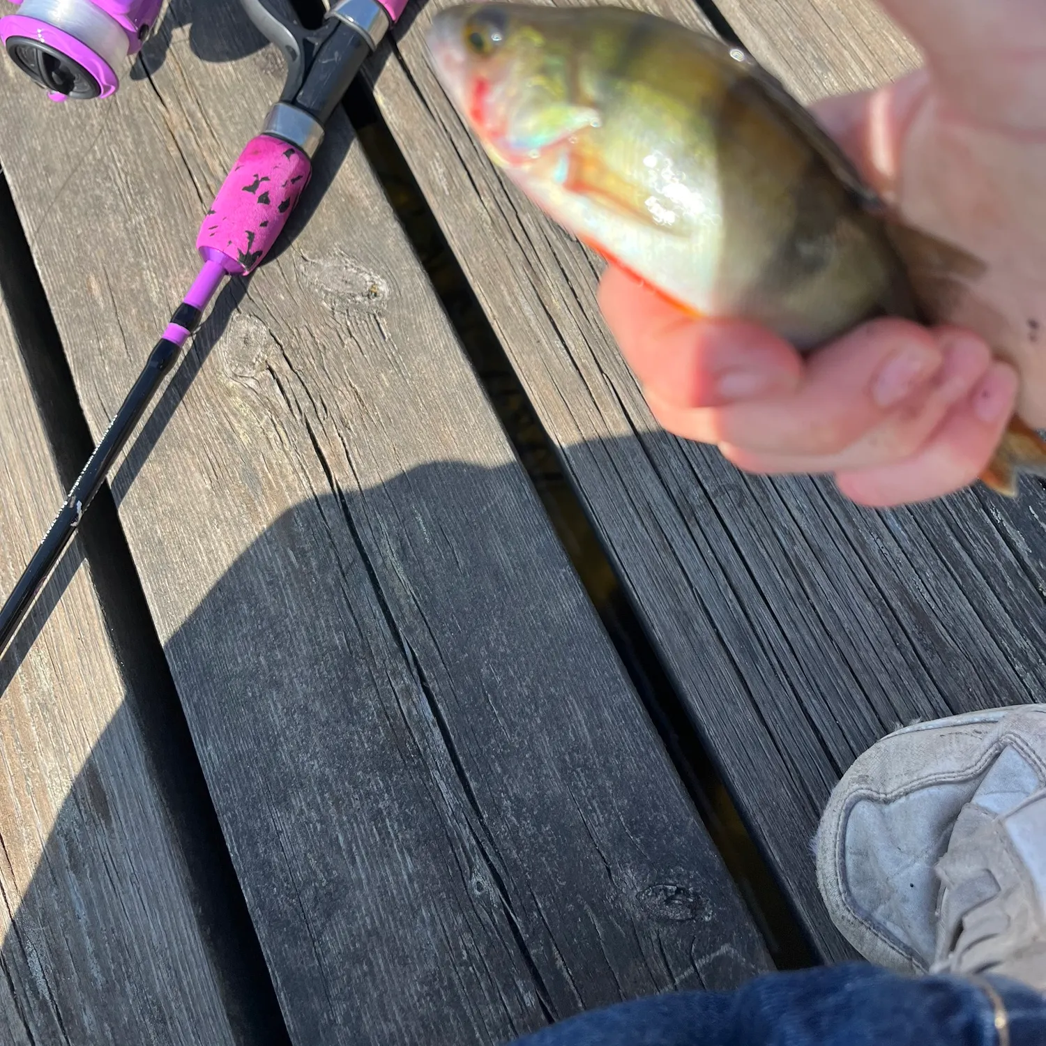 European perch caught on Fishbrain