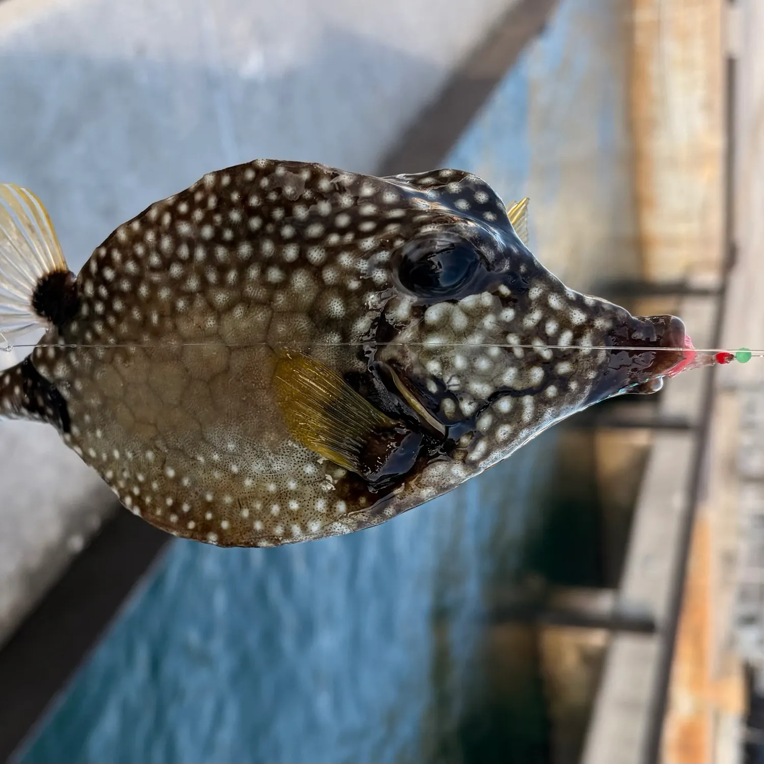 The most recent Spotted trunkfish catches on Fishbrain