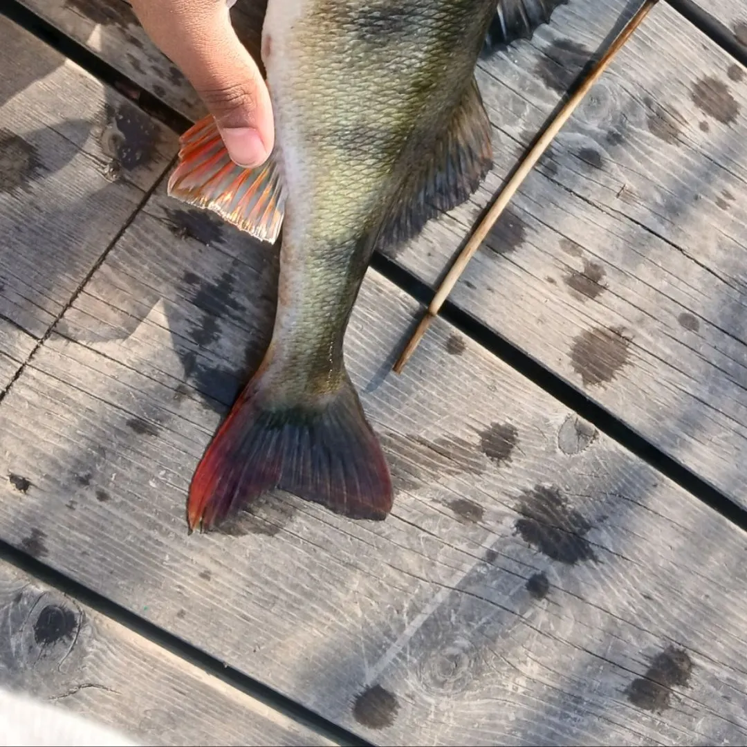European perch caught on Fishbrain