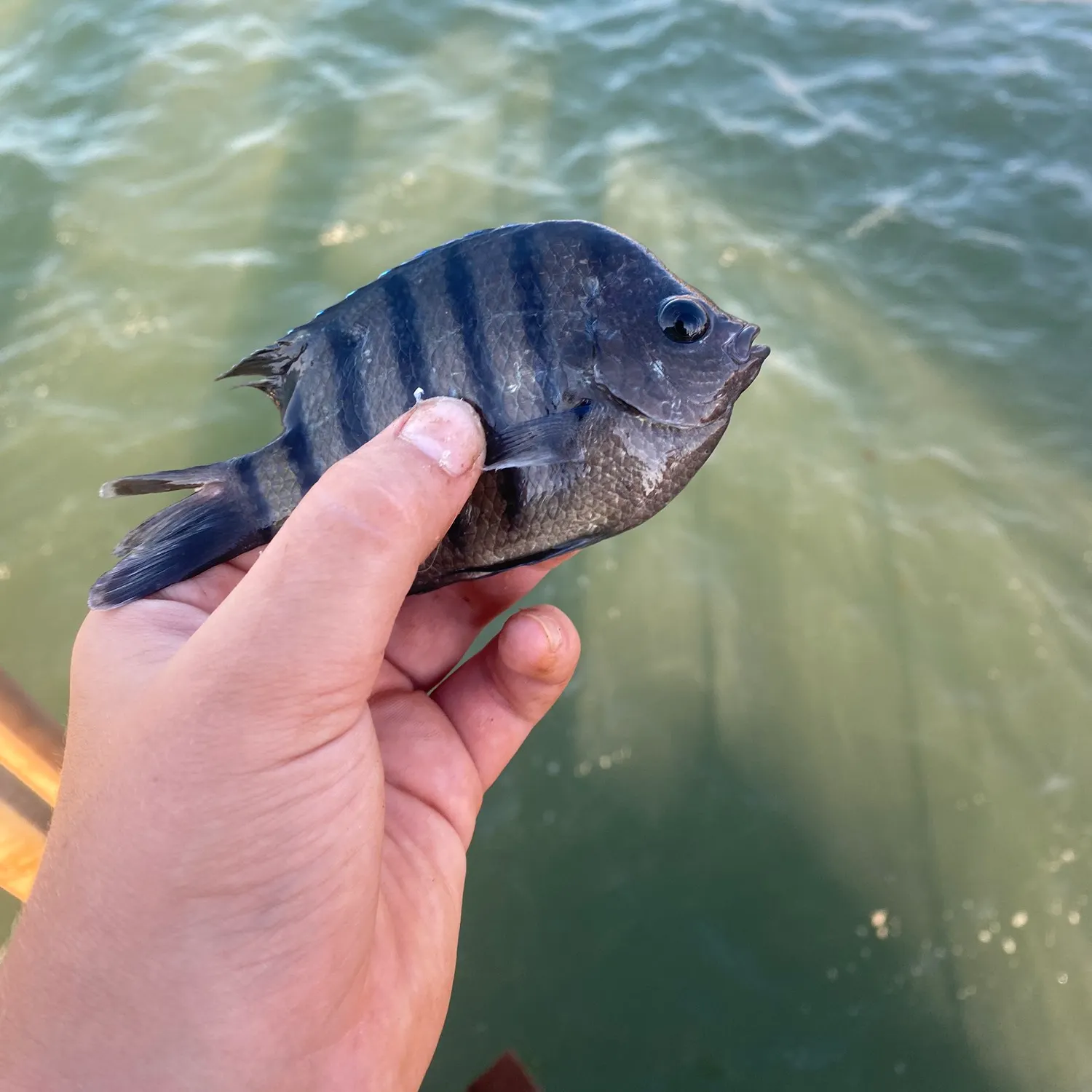 Indo-Pacific sergeant caught on Fishbrain