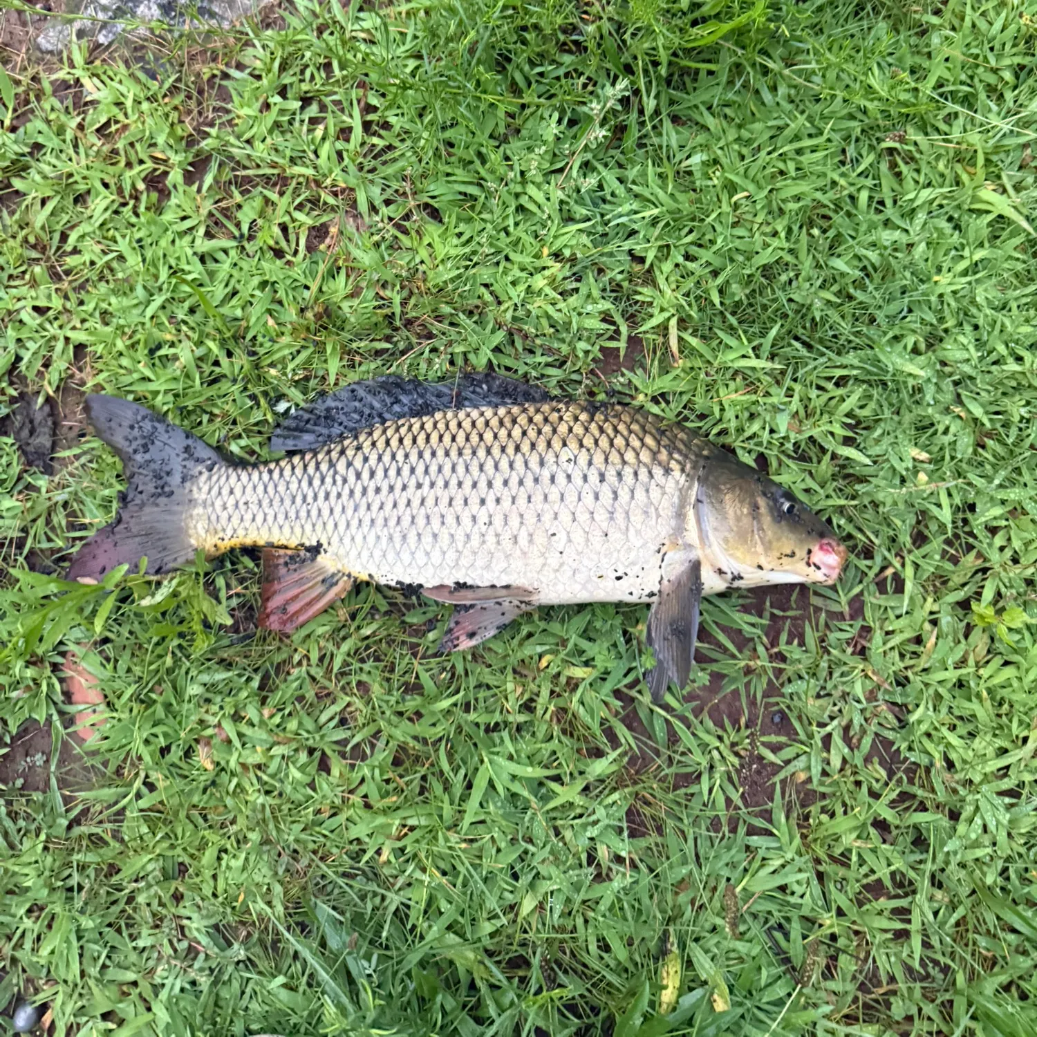 Common carp caught on Fishbrain