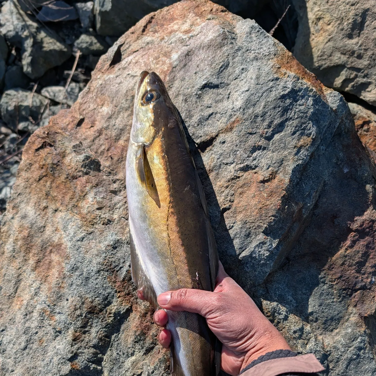 The most recent Pollack catches on Fishbrain