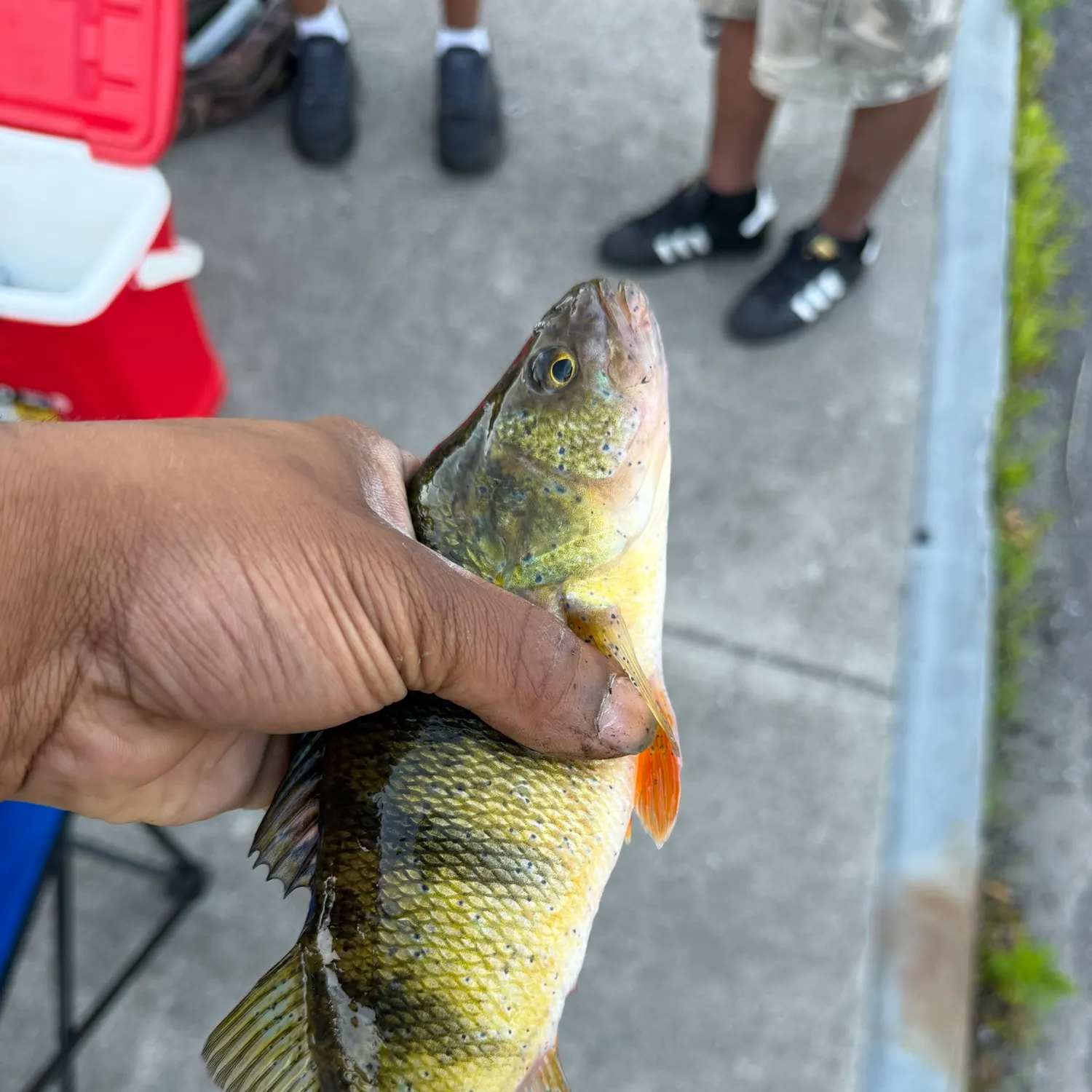 catch
