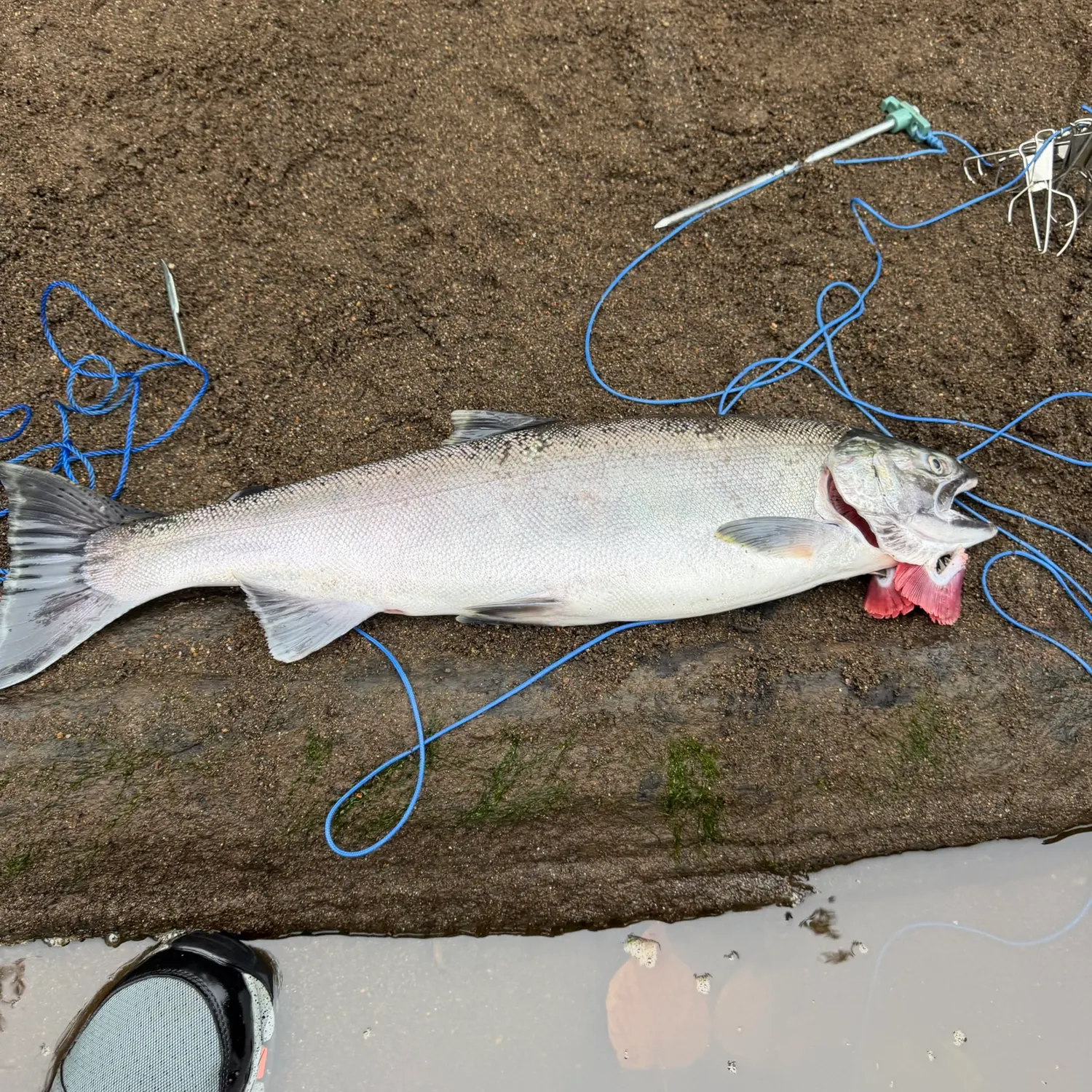 Coho salmon caught on Fishbrain