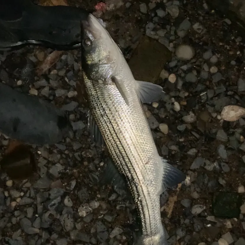 Striped bass caught on Fishbrain