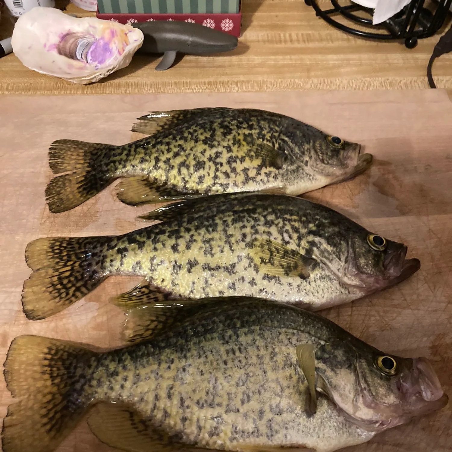 recently logged catches