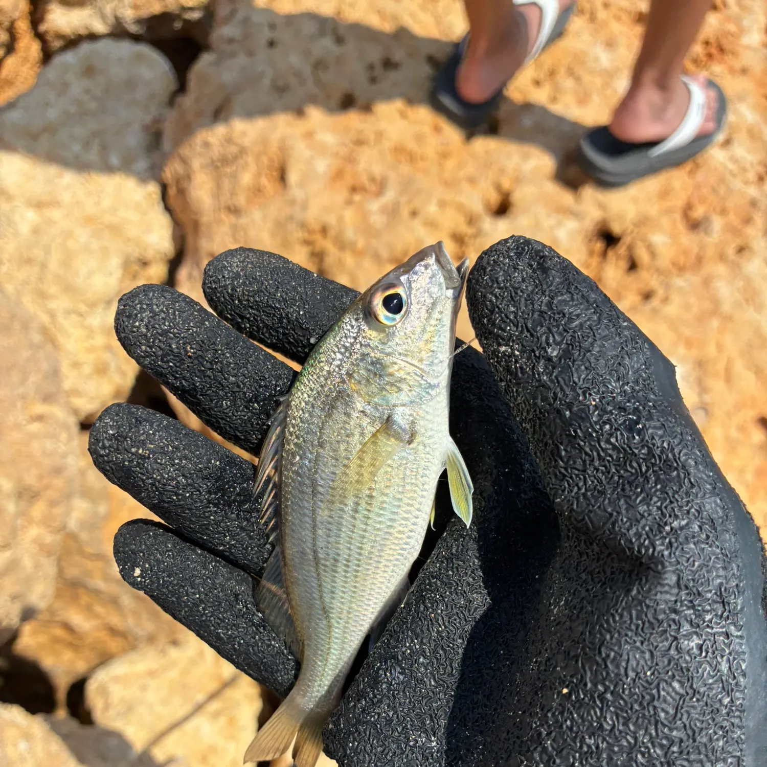 Tomtate grunt caught on Fishbrain