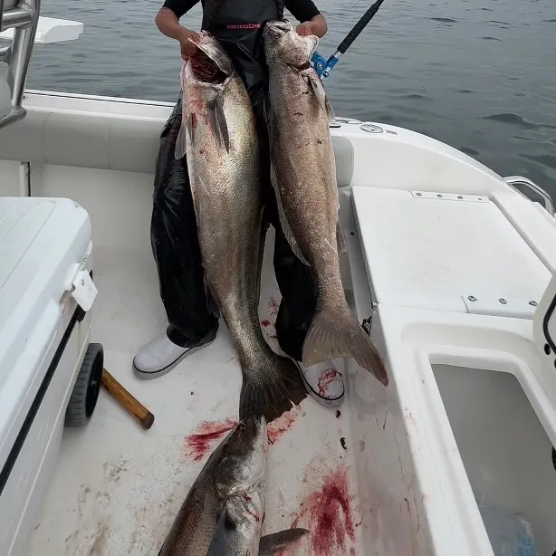The most recent White seabass catches on Fishbrain