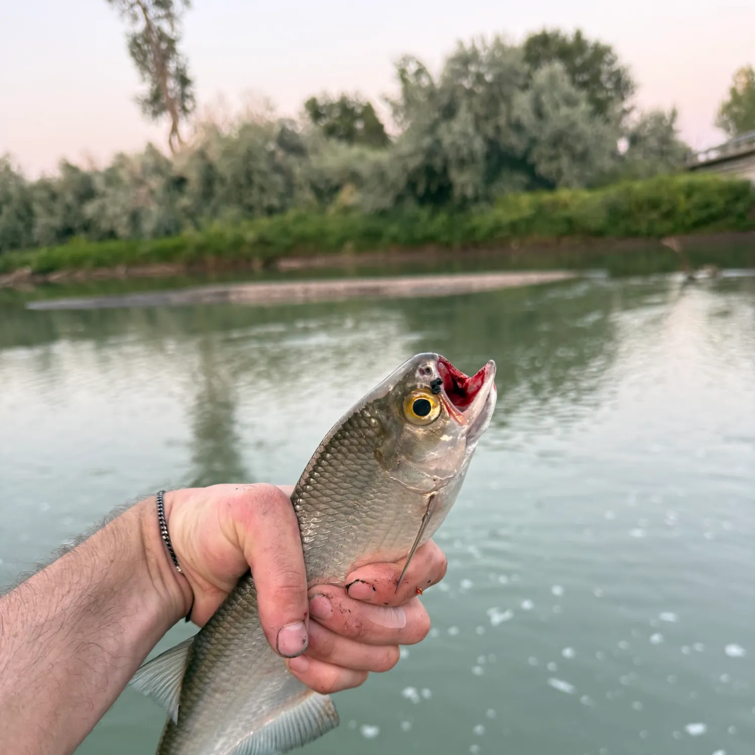 The most recent Goldeye catches on Fishbrain