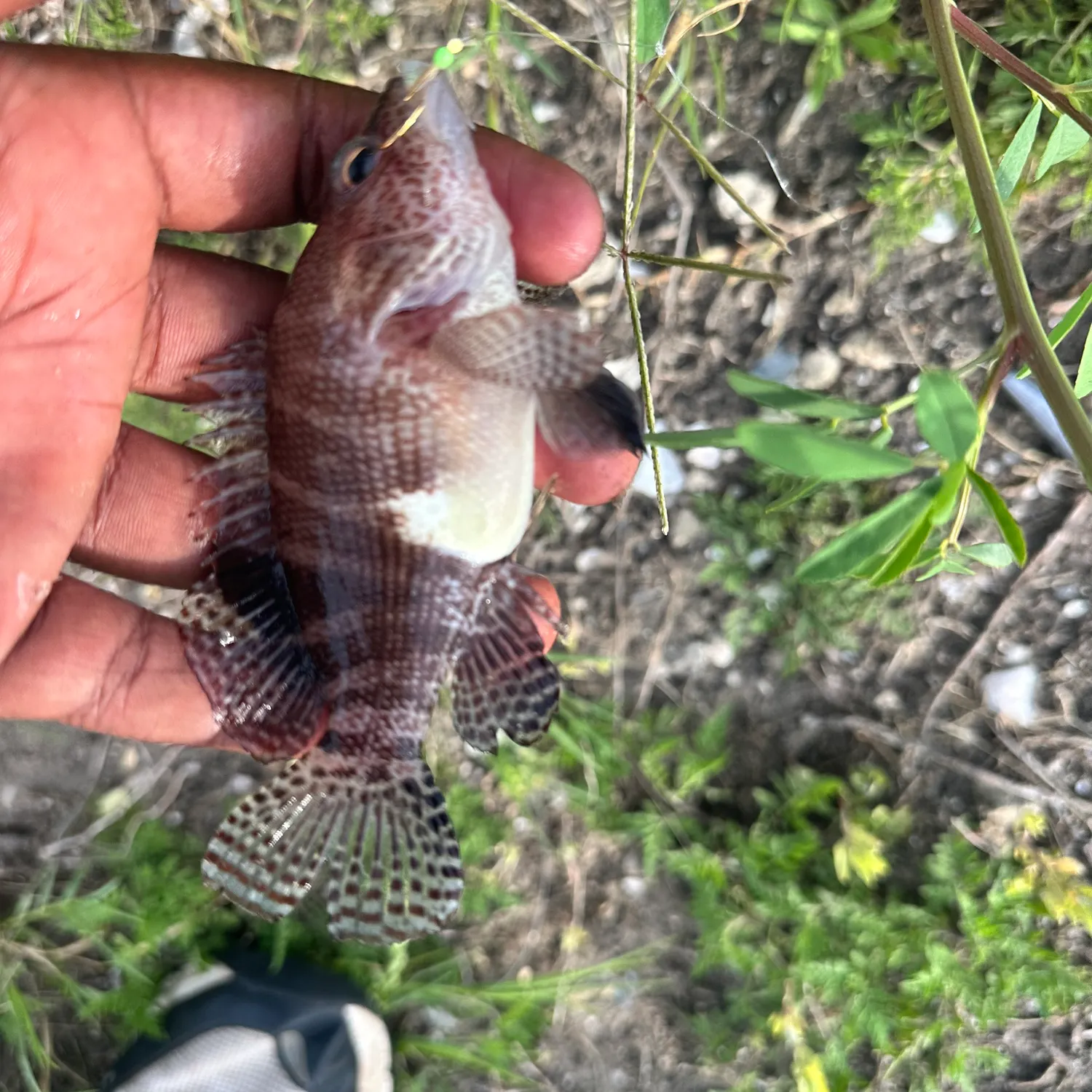 The most recent Belted sandfish catches on Fishbrain