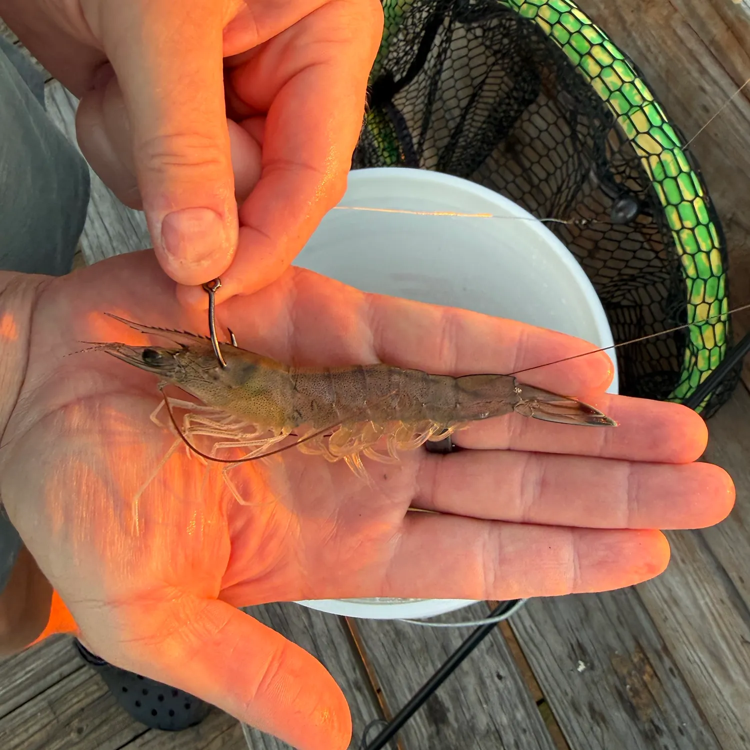 Fish caught on Fishbrain