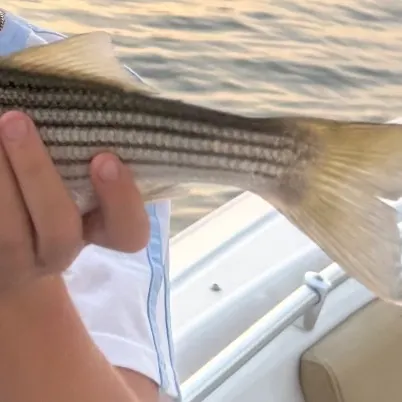 Striped bass caught on Fishbrain