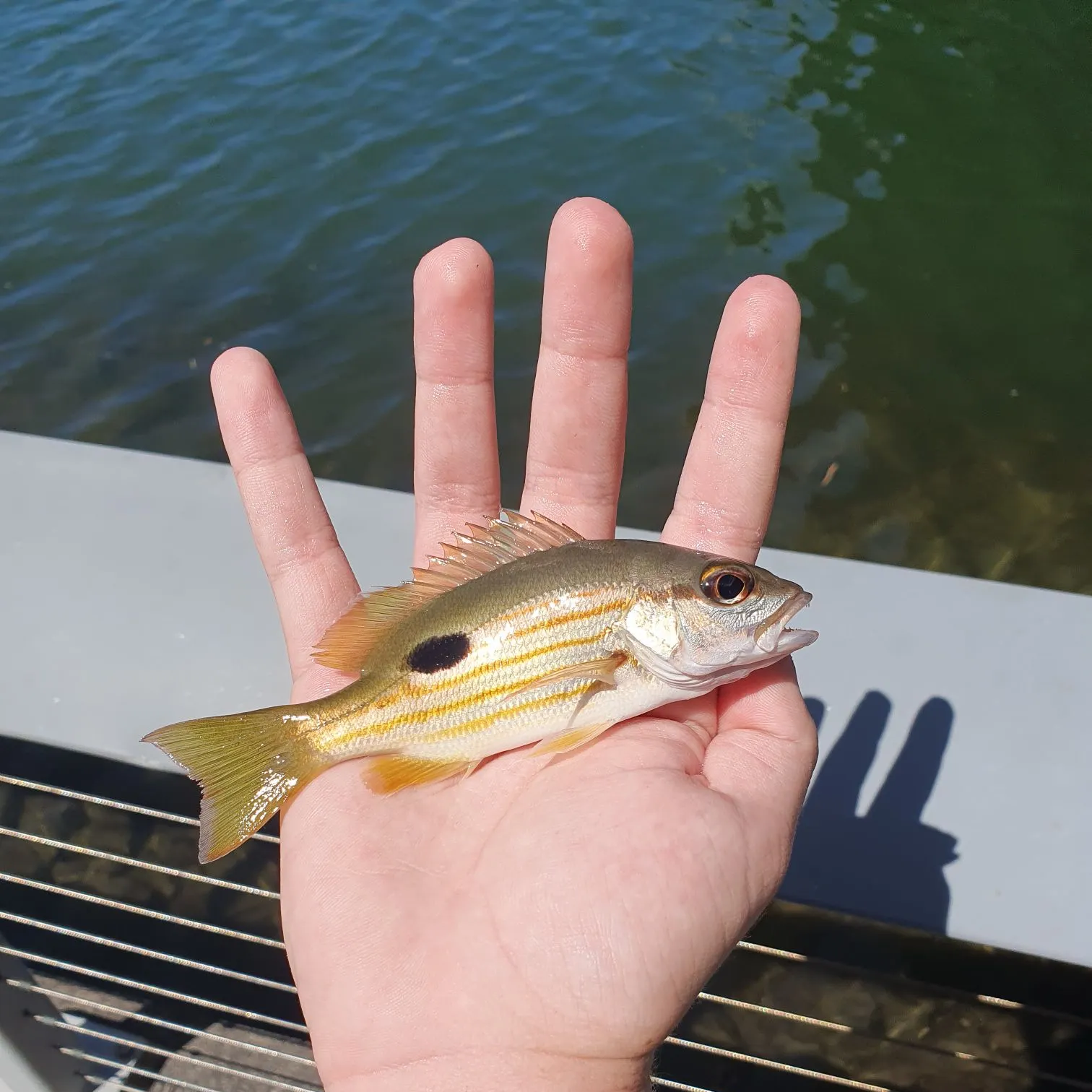 The most recent Dory snapper catches on Fishbrain