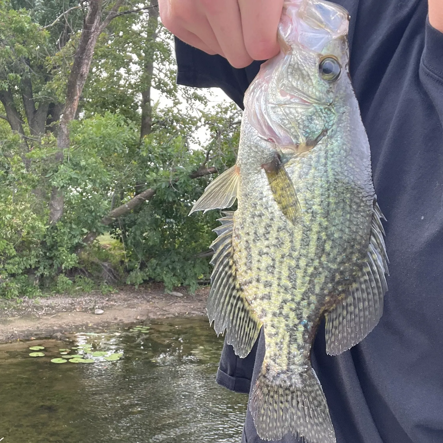 Black crappie caught on Fishbrain