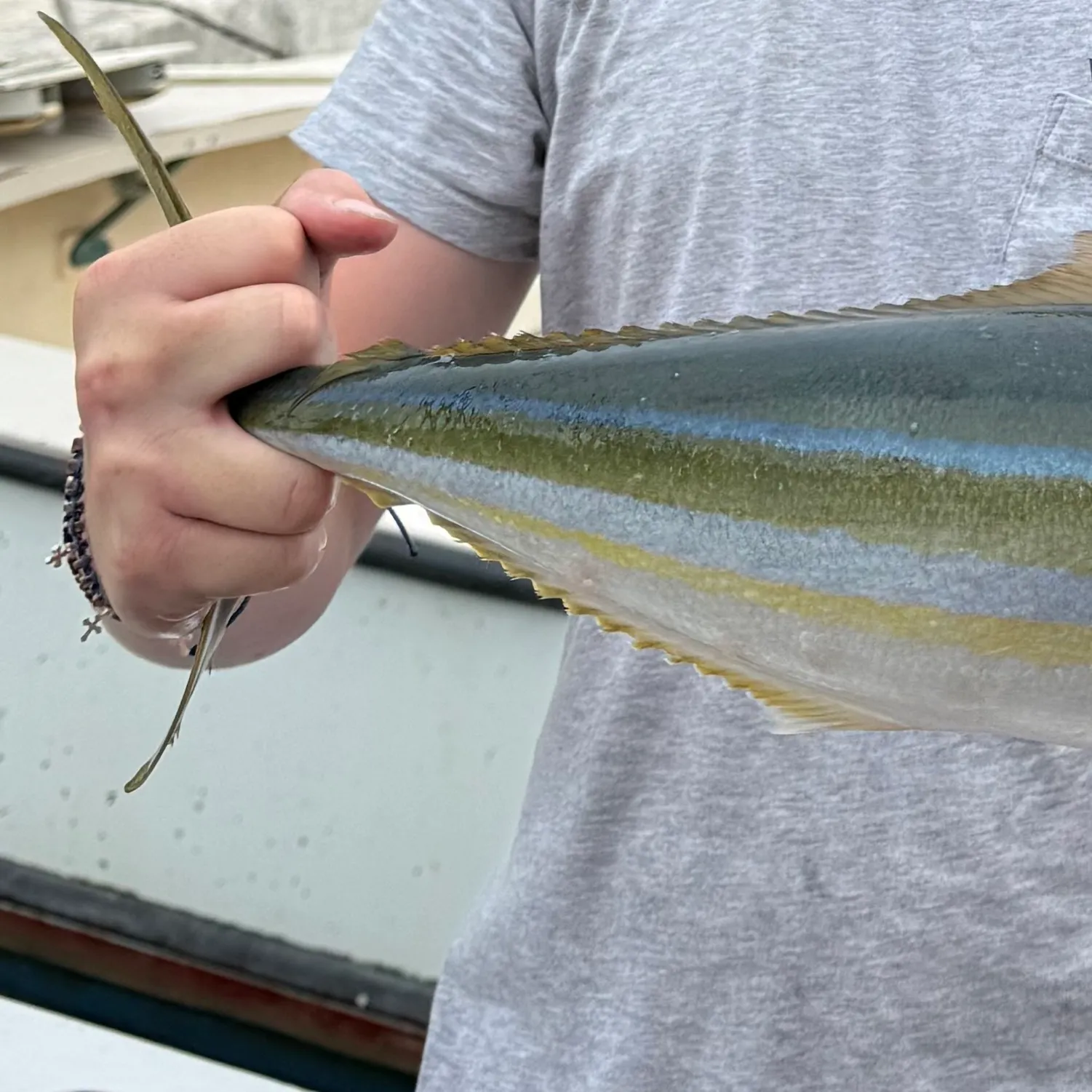 The most recent Rainbow runner catches on Fishbrain