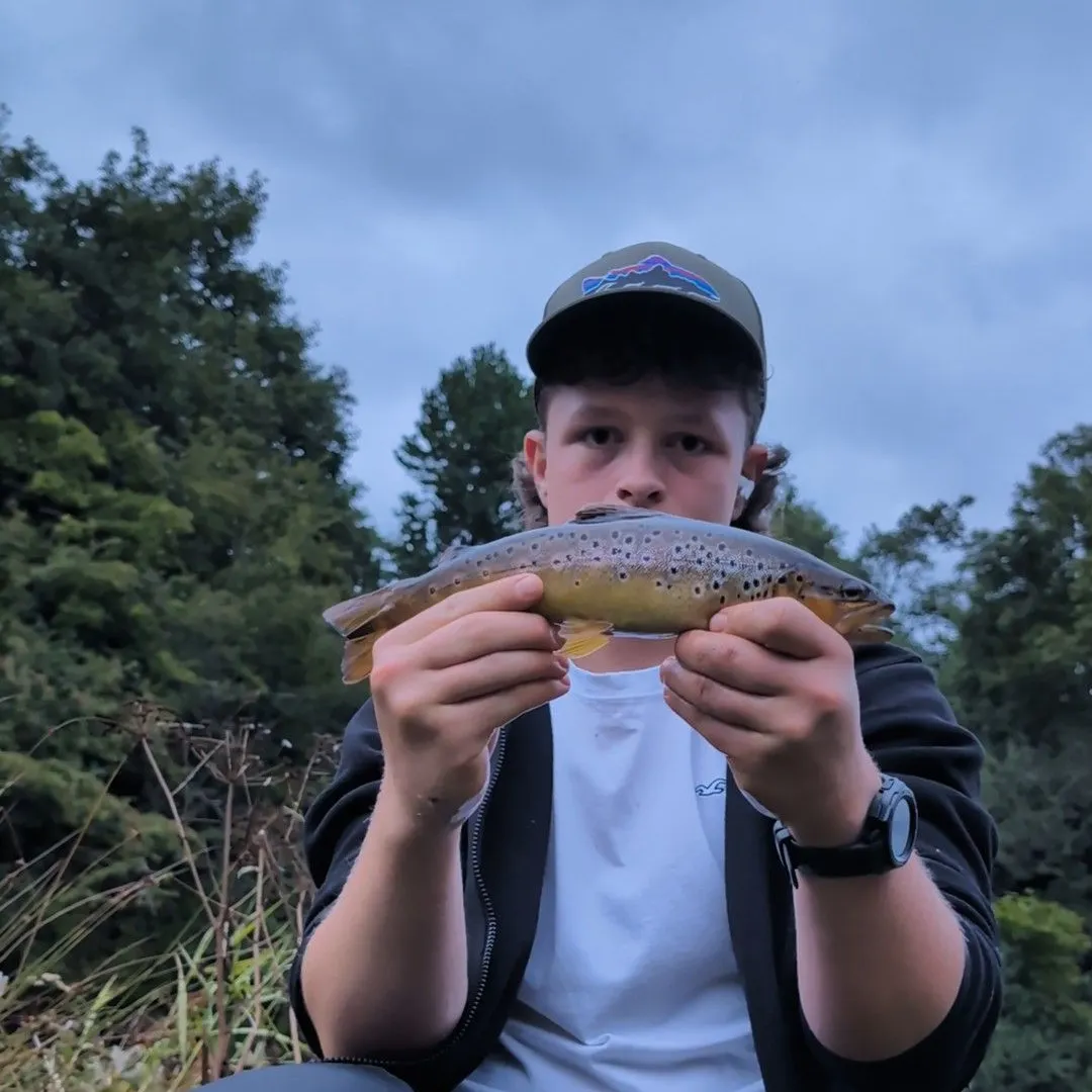 Brown trout caught on Fishbrain