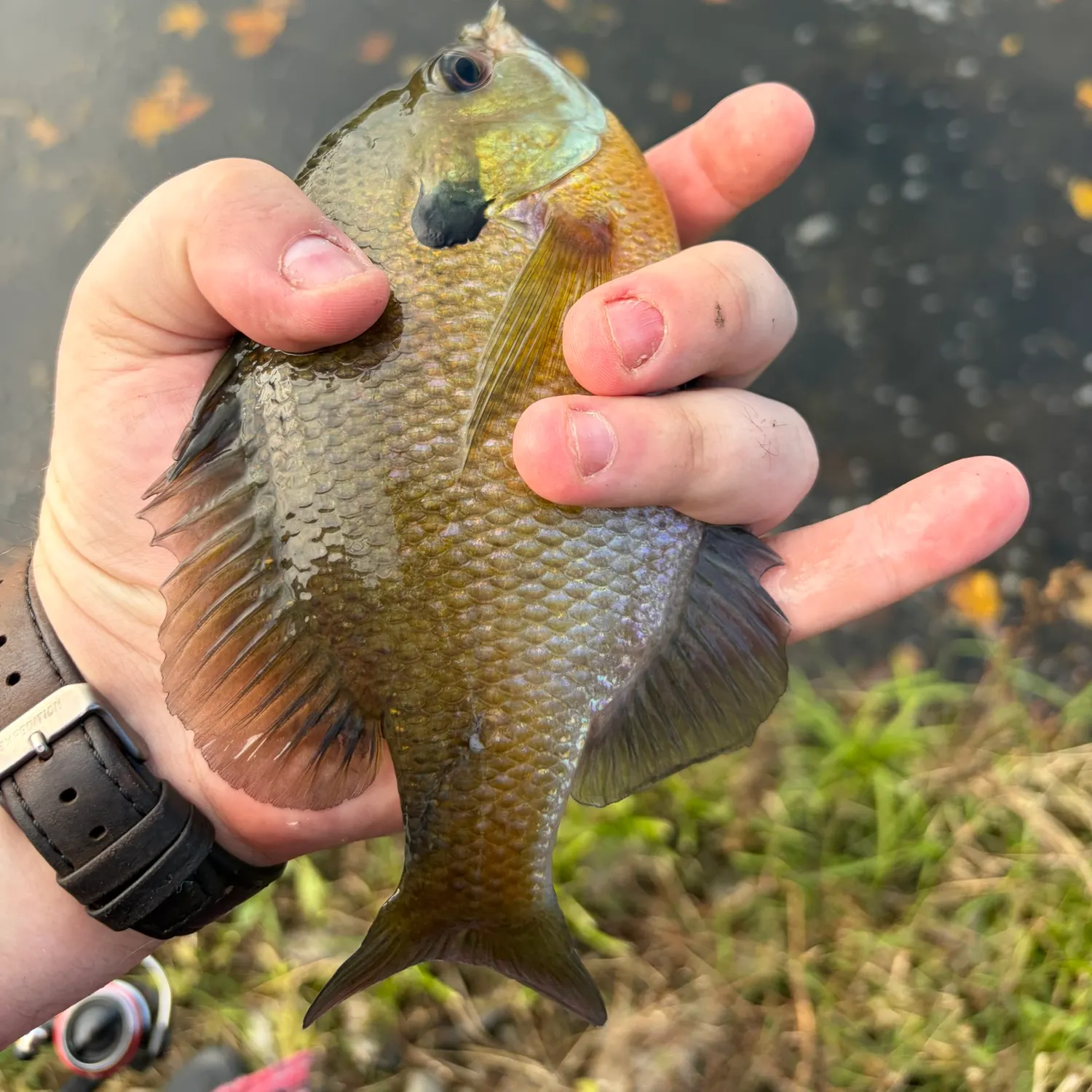 Bluegill caught on Fishbrain