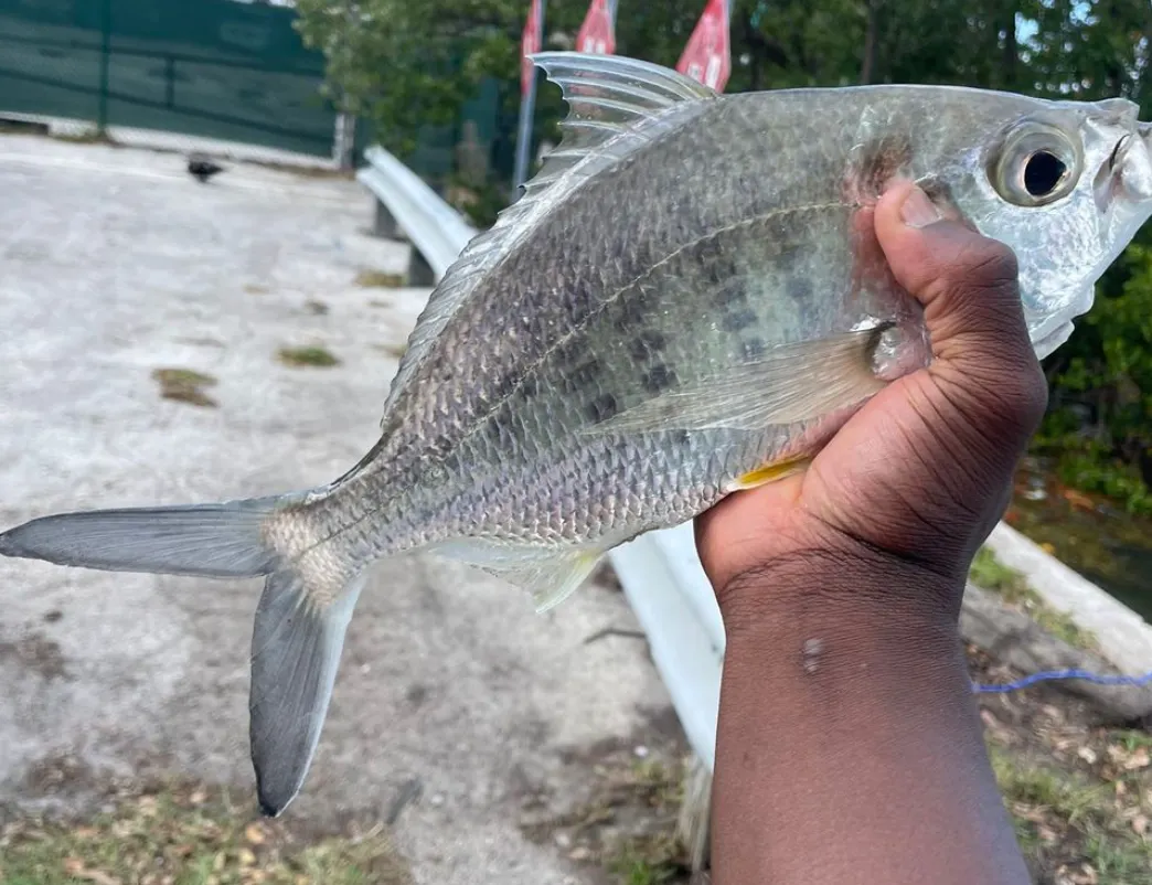 Yellowfin mojarra