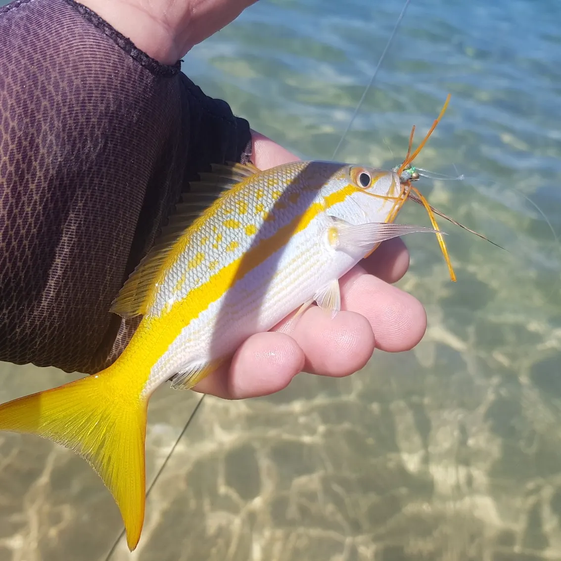angler catch