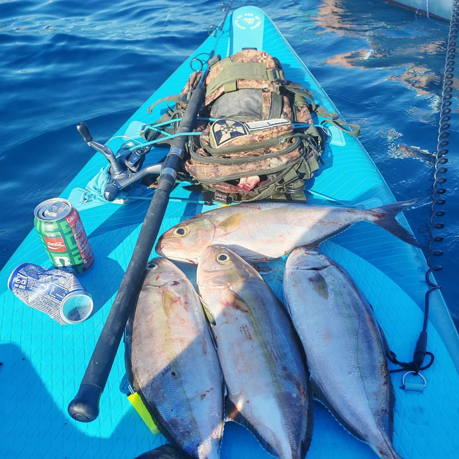 The most recent Greater amberjack catches on Fishbrain
