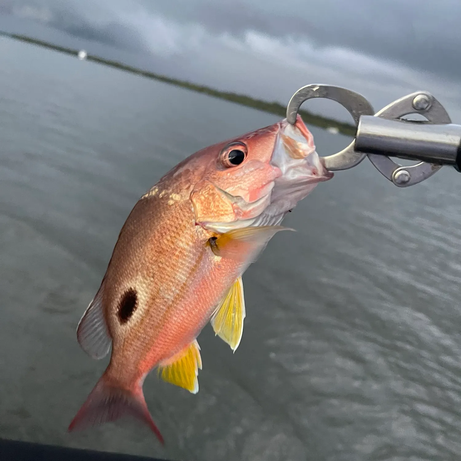 The most popular recent Moses perch catch on Fishbrain