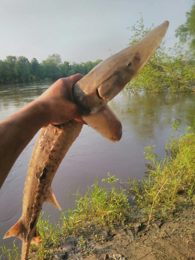 White sturgeon