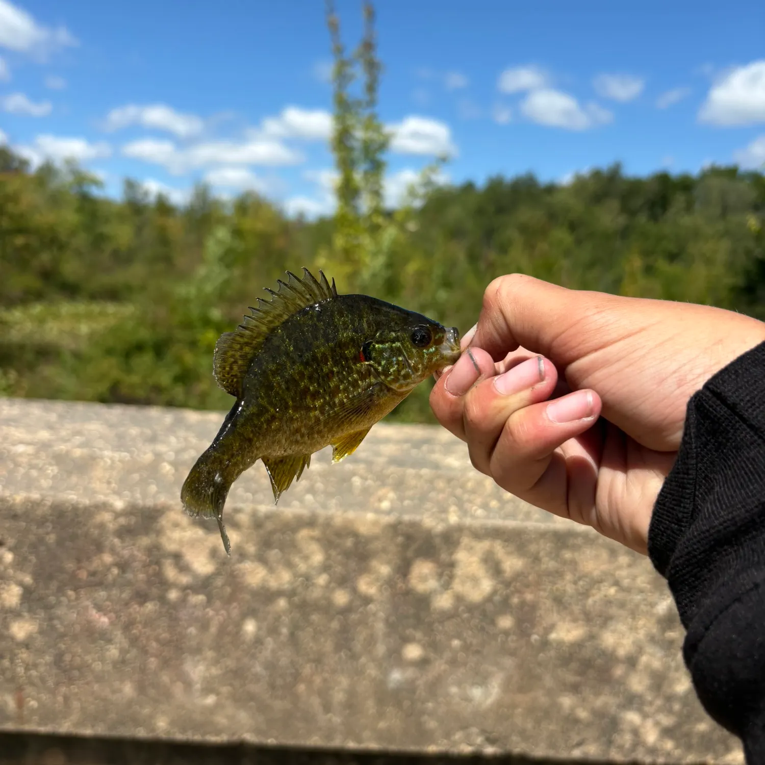 Pumpkinseed caught on Fishbrain