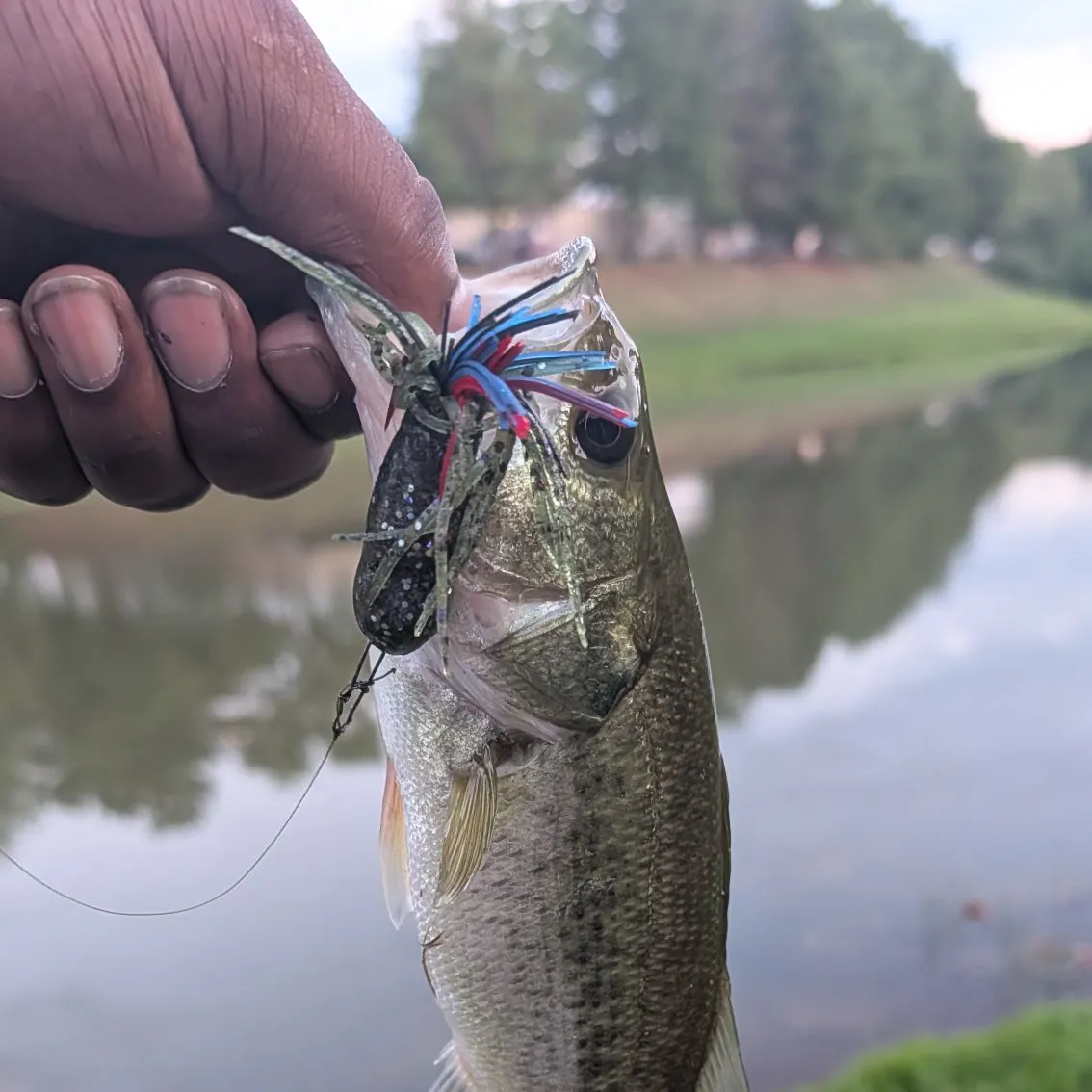 Largemouth bass caught on Fishbrain