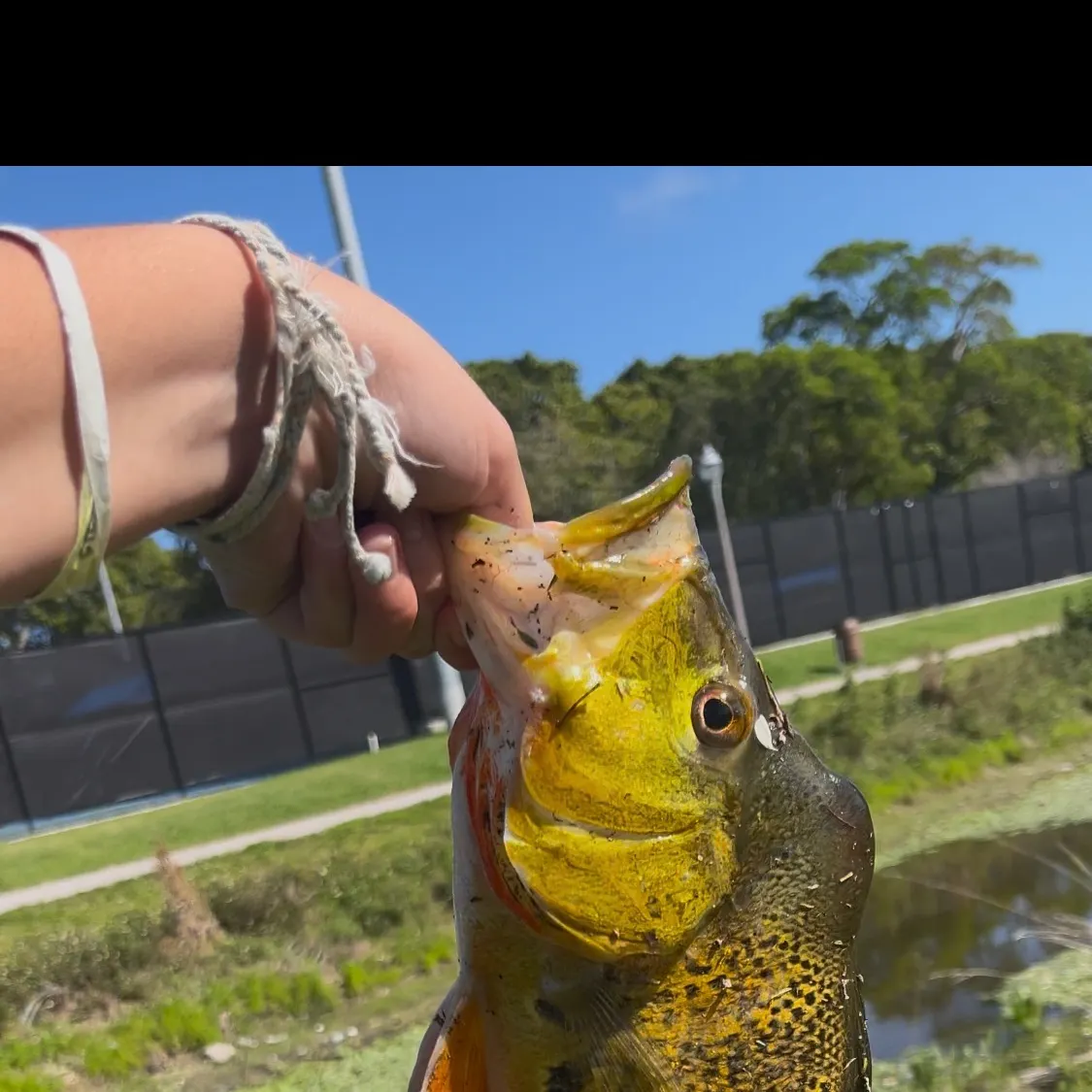 The most recent Butterfly peacock bass catches on Fishbrain