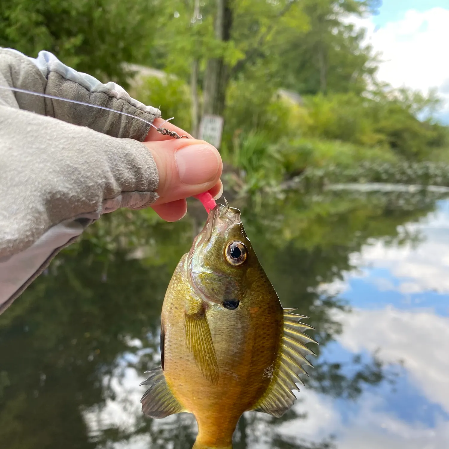 Bluegill caught on Fishbrain