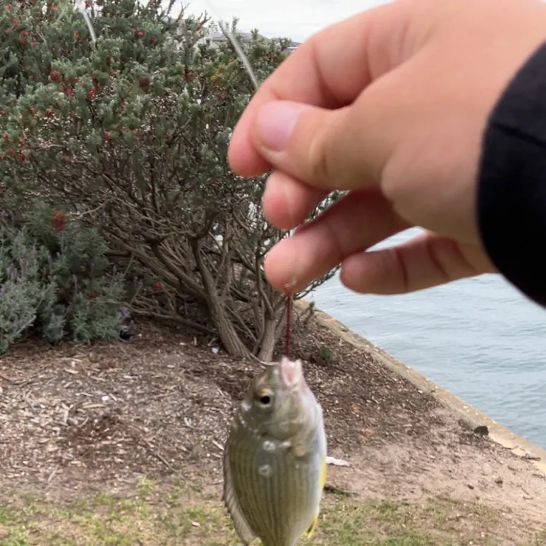 Southern black bream caught on Fishbrain