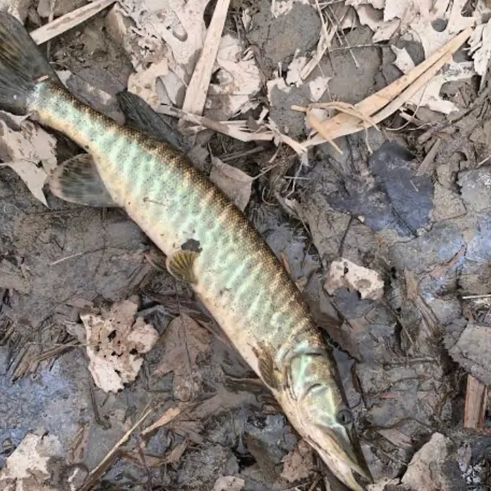 The most recent Tiger muskie catches on Fishbrain