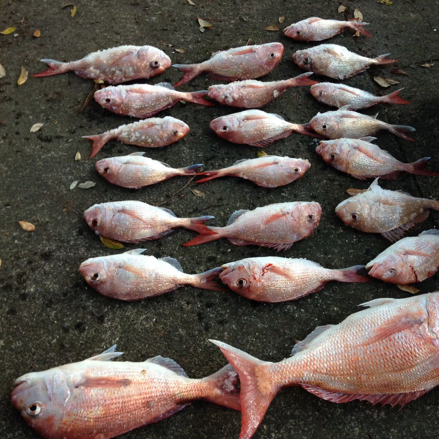 recently logged catches