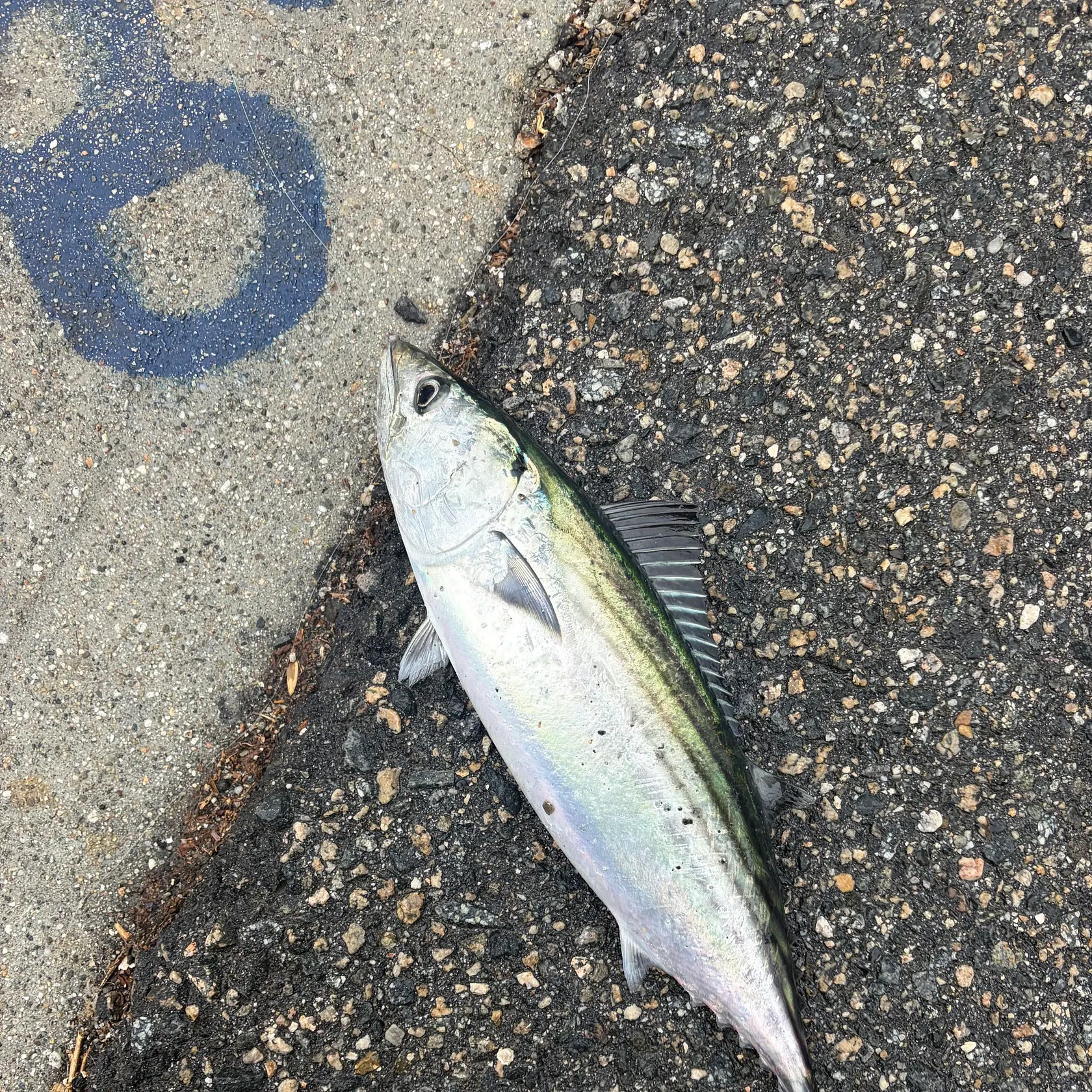Pacific bonito caught on Fishbrain