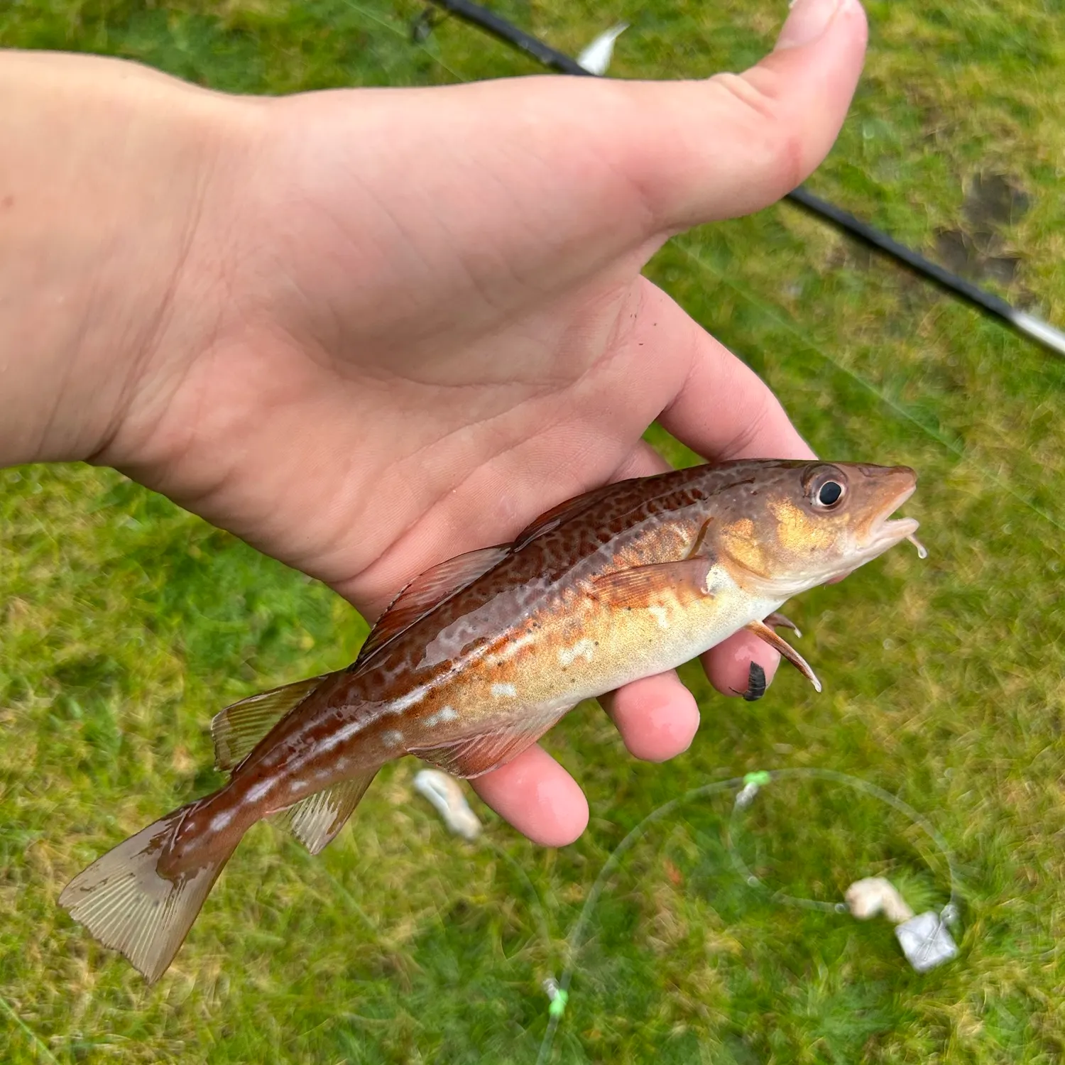The most recent Atlantic cod catches on Fishbrain