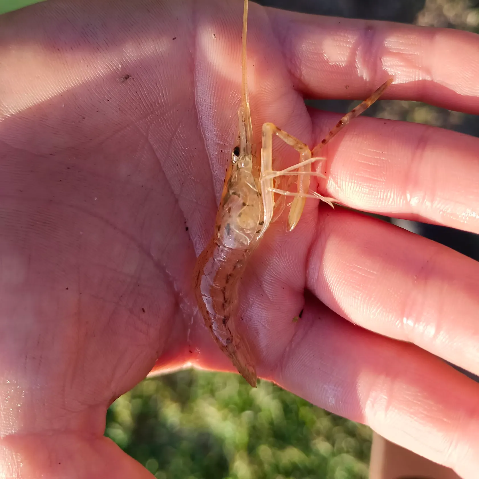 The most recent Big water crayfish catches on Fishbrain