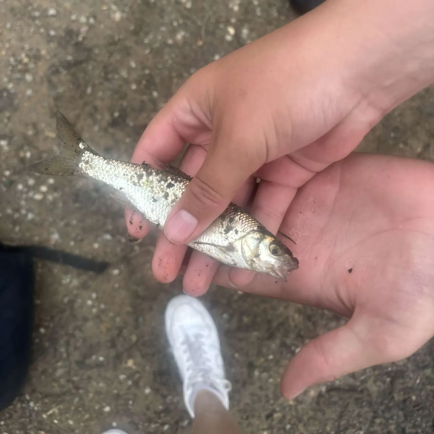The most recent Common dace catches on Fishbrain