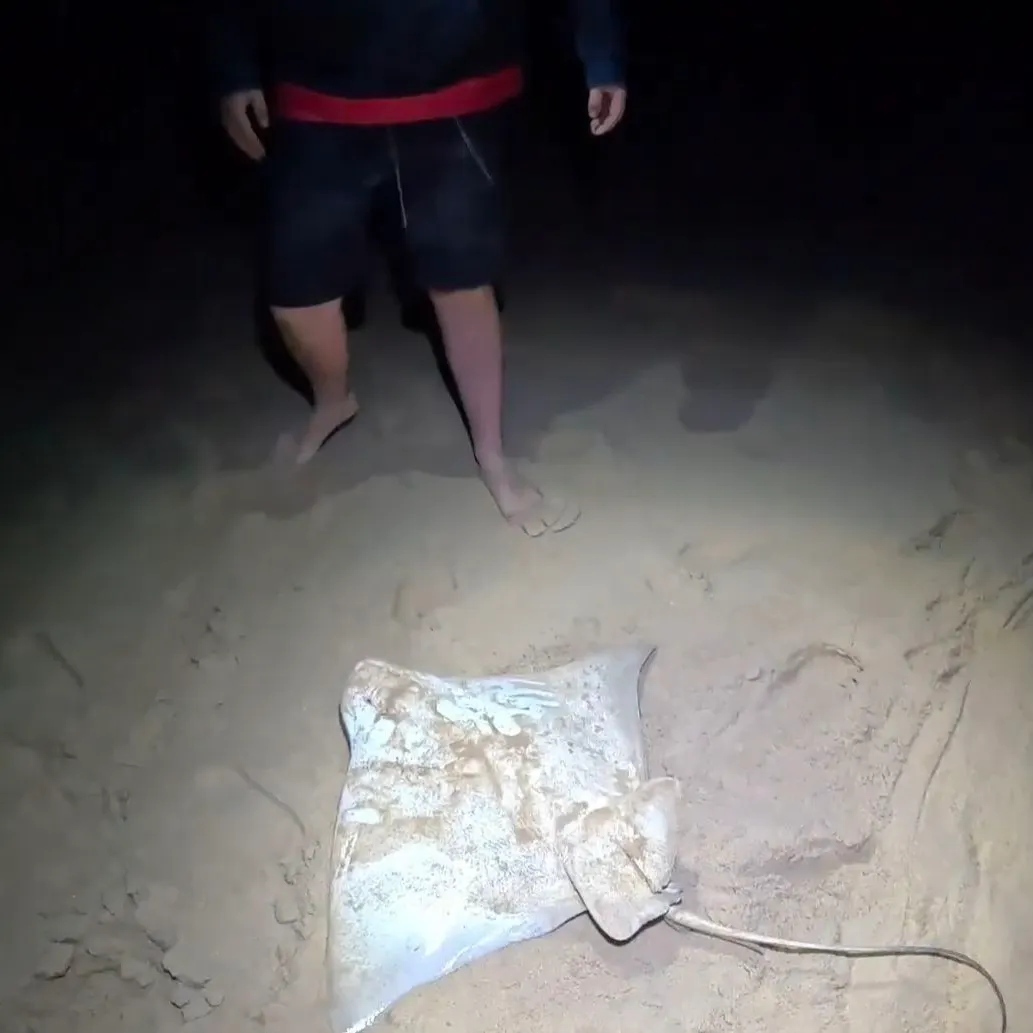 The most recent Australian bull ray catches on Fishbrain