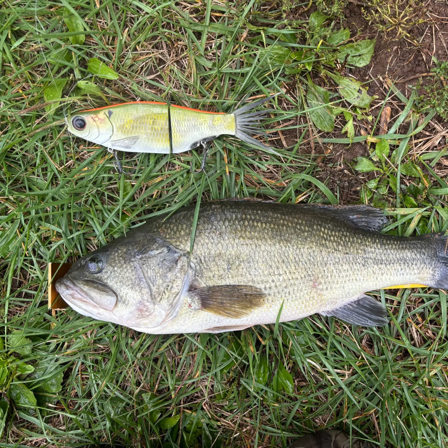 Largemouth bass caught on Fishbrain