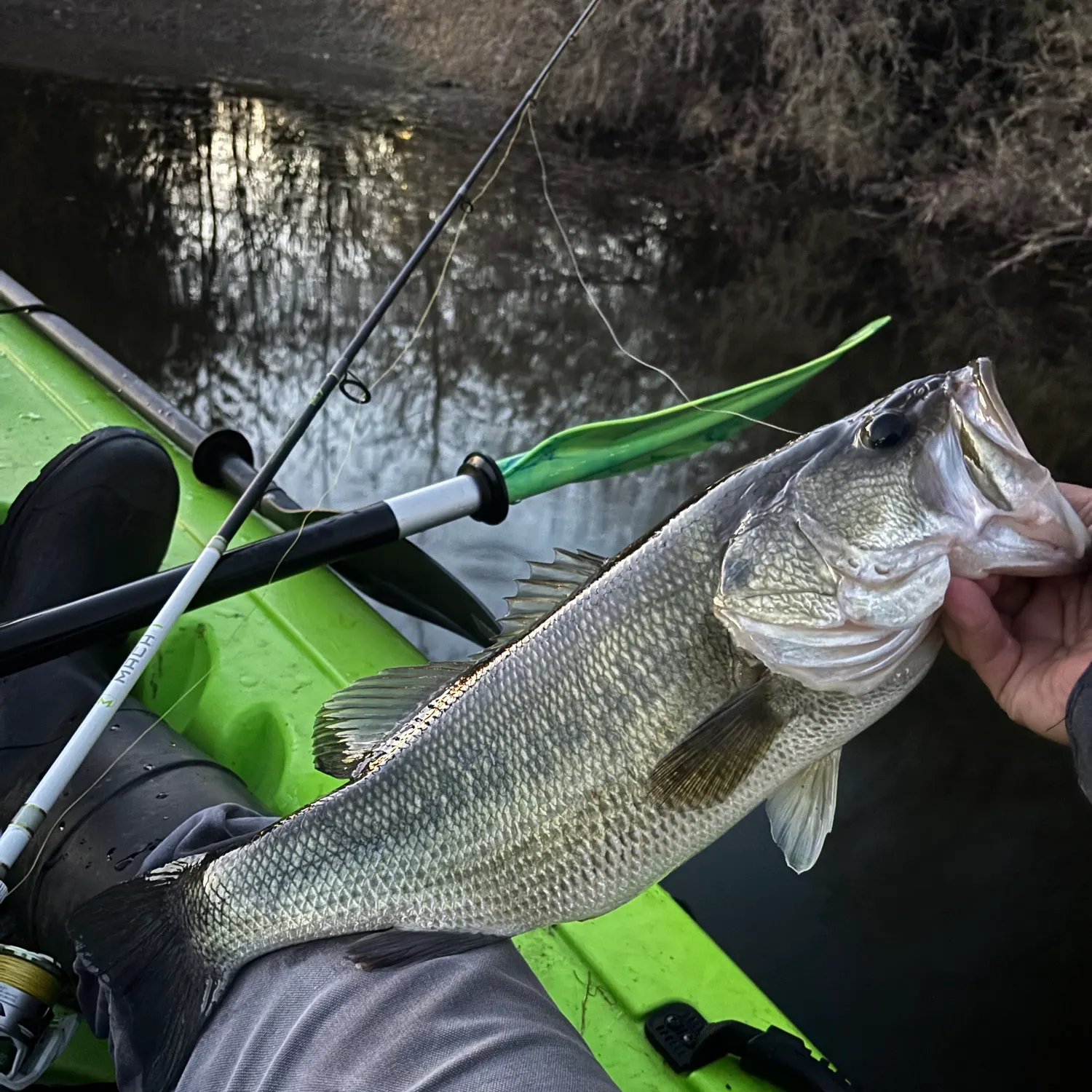 Largemouth bass caught on Fishbrain