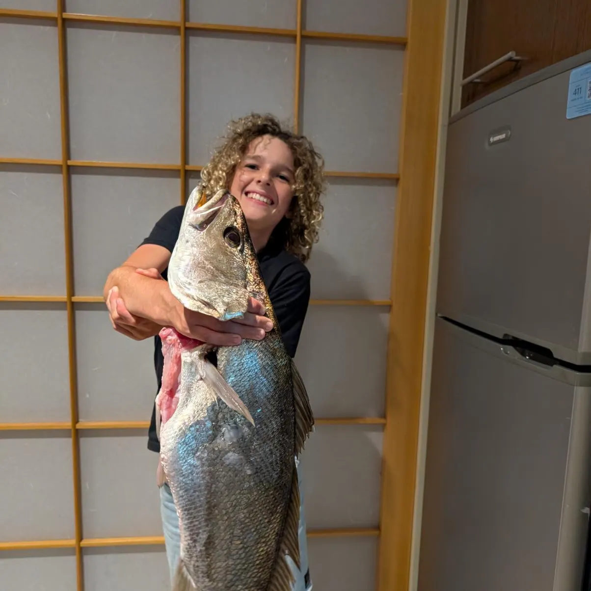The most recent Scaly jewfish catches on Fishbrain